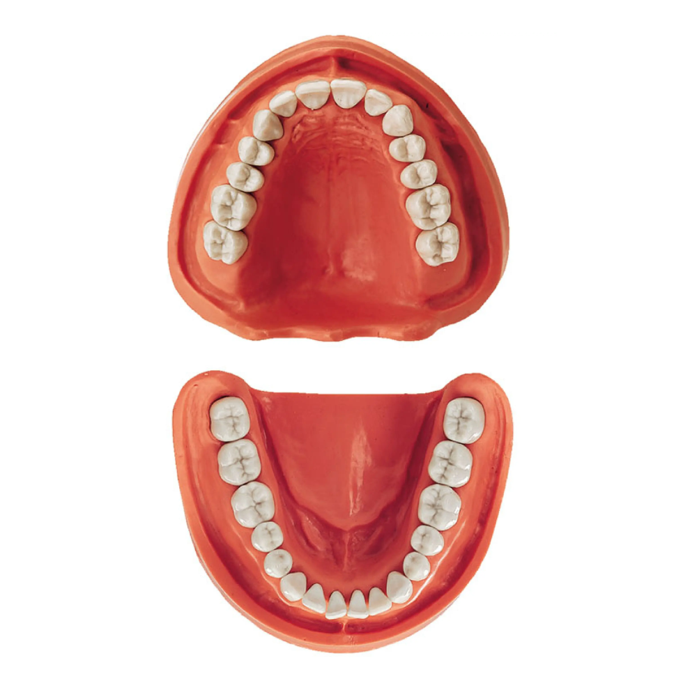 Modelos Dentales Arcada Superior e Inferior KaVo